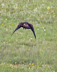 Swainsons Hawk 3927